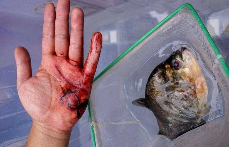 亞馬遜河殺手排行榜前十名 食人魚(yú)