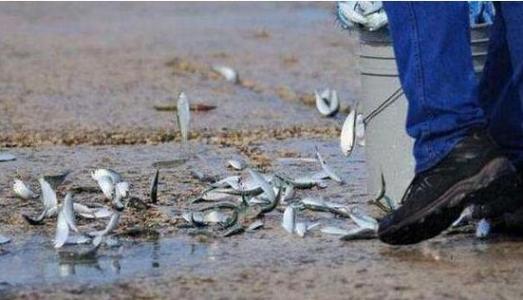 空中降魚(yú)視頻 揭秘罕見(jiàn)空中降魚(yú)現象原理，末日預兆恐怖的空中降魚(yú)實(shí)圖