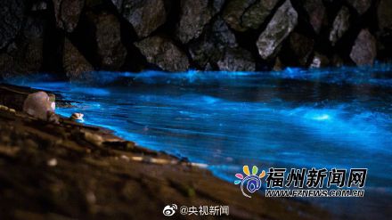 福建平潭“藍眼淚”如期而至 美得讓人窒息2