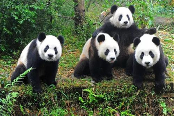 大熊貓為什么是國寶的原因？為什么大家稱(chēng)大熊貓為國寶