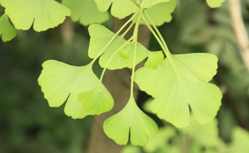 銀杏的葉片不僅美觀(guān).而且還有 很高的藥用價(jià)值。