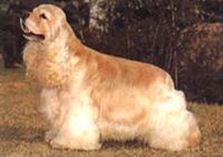 NO.6　美國可卡犬 12.5歲