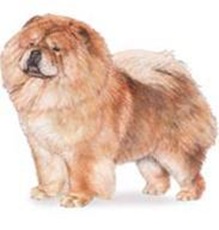 NO.7　松獅犬 13.5歲 