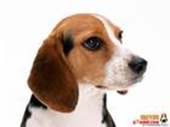 NO.9　比格獵兔犬 13.3歲