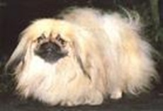 NO.10　北京犬 13.3歲