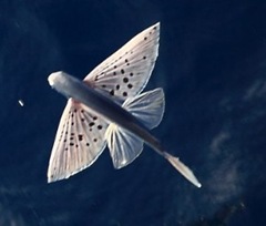 飛魚(yú)
